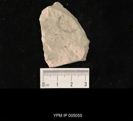Protochorista tetraclada