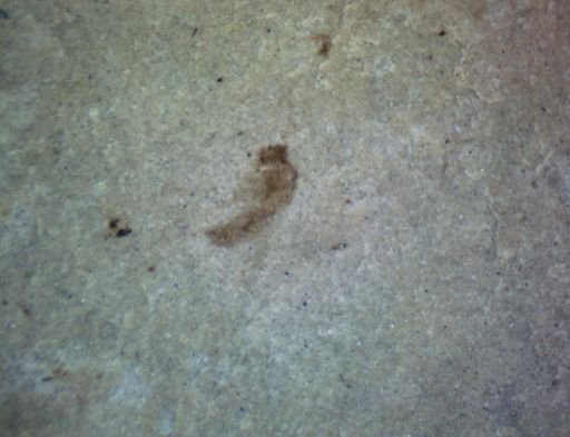 undet. Hexapoda