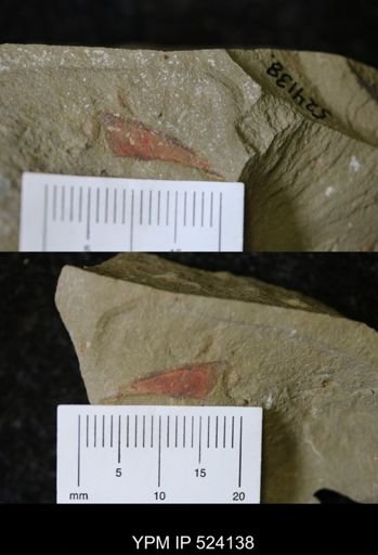 undet. Arthropoda