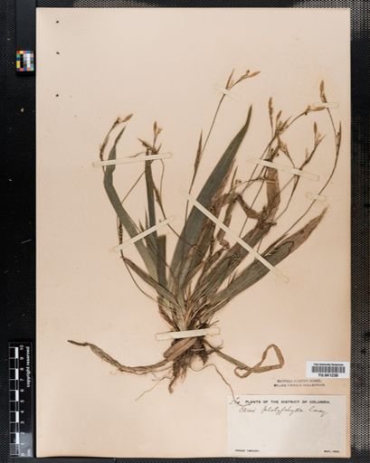 Carex platyphylla