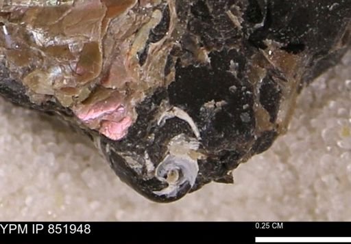 Gastropoda