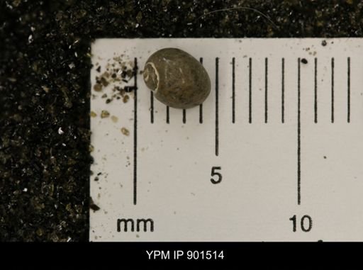 Euspira sp.