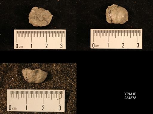 Marginifera fragilis