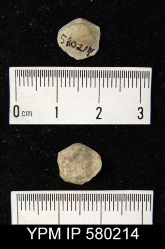 undet. Athyridida