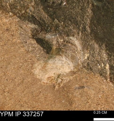 undet. Mollusca