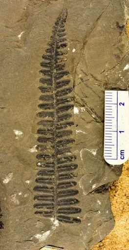 Pecopteris miltoni
