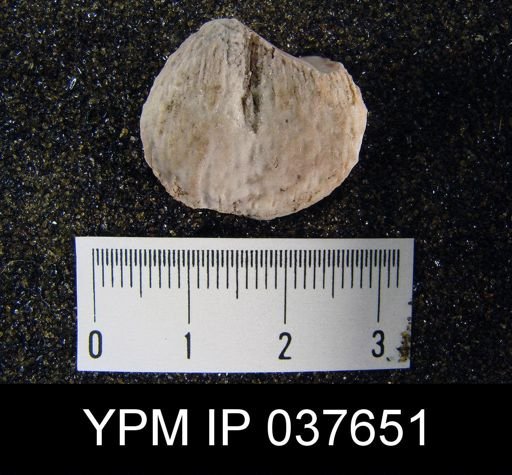 Avonia signata