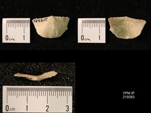Chonetes granulifer