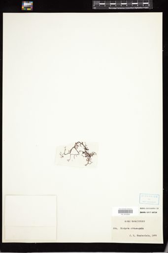 Dictyota obtusangula