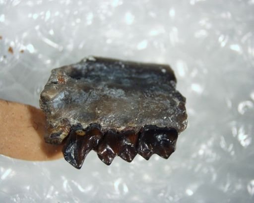 Tetonius