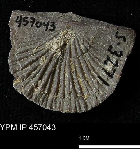 Stropheodonta sp.