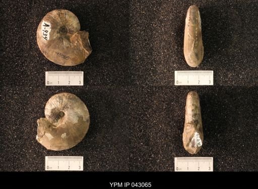 Hoploscaphites nicolletii