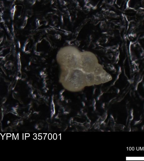 undet. Foraminiferida