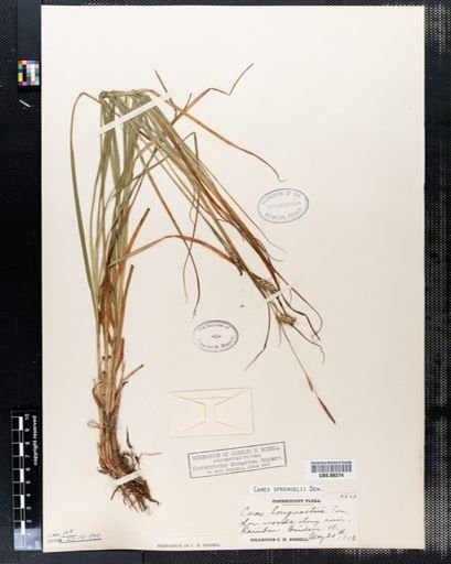 Carex sprengelii