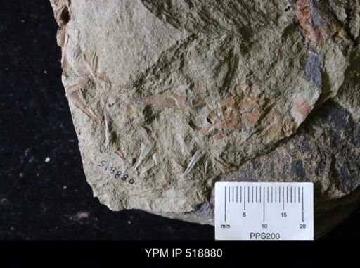undet. Hyolithida