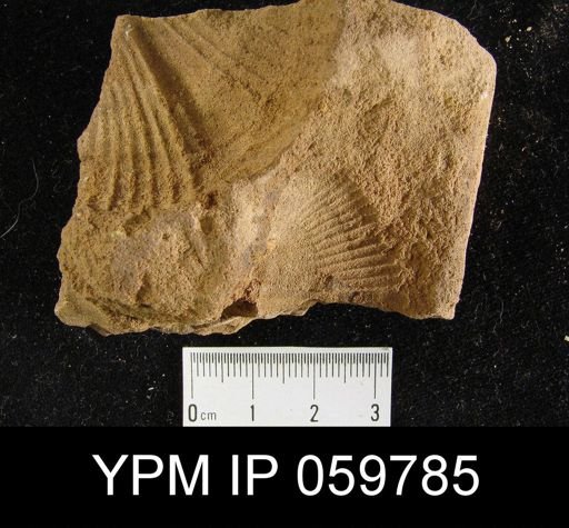 Spirifer sp.