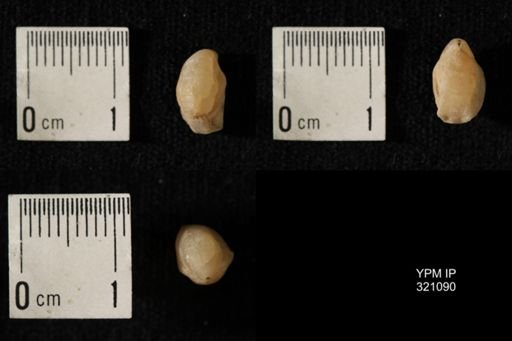 Dielasma breviplicatum