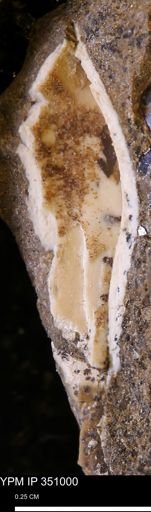 undet. Mollusca