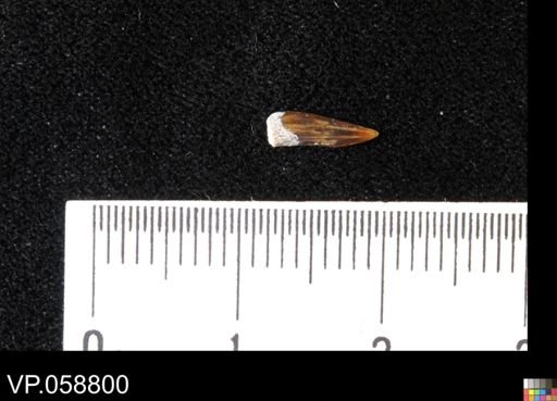 undet. Actinopterygii