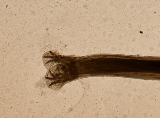 Ancylostoma caninum