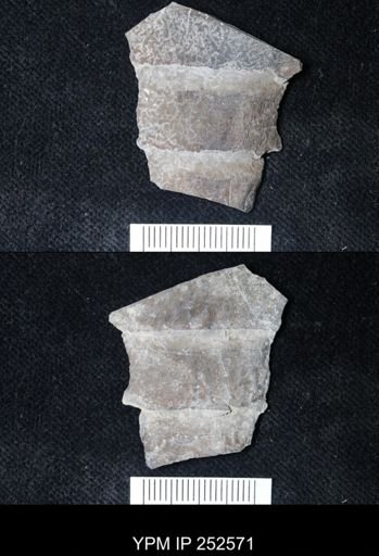 undet. Eurypterida