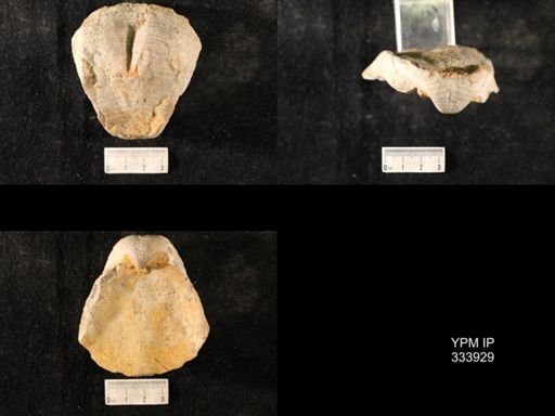 Echinoconchus vittata