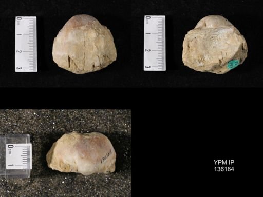 Productus (Linoproductus) lineatus