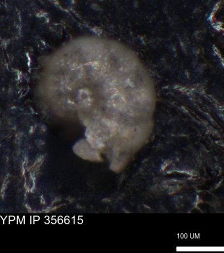undet. Foraminiferida