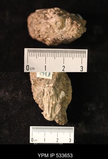 undet. Crinoidea