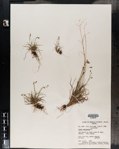 Carex capillaris