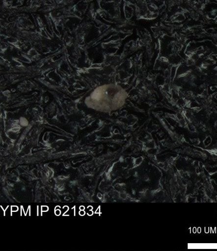 undet. Foraminiferida