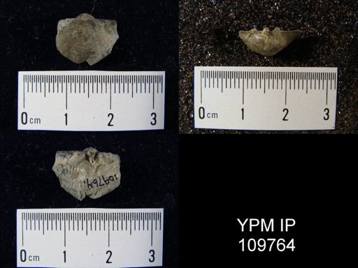 undet. Orthida