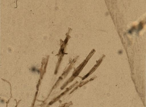 Victorella pavida