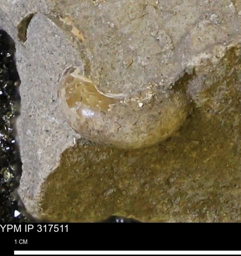 undet. Scaphitidae