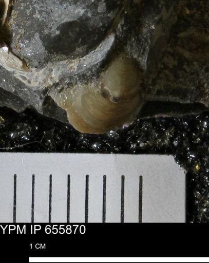 undet. Bivalvia