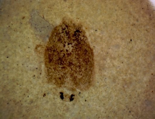 undet. Coleoptera