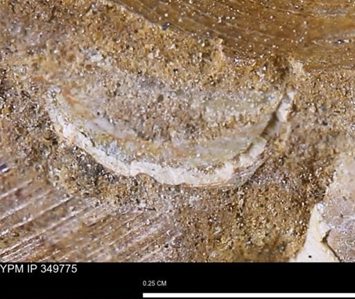 undet. Mollusca