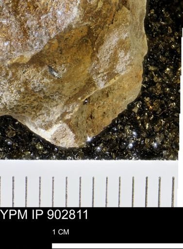Baculites sp.