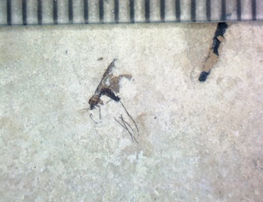 undet. Nematocera