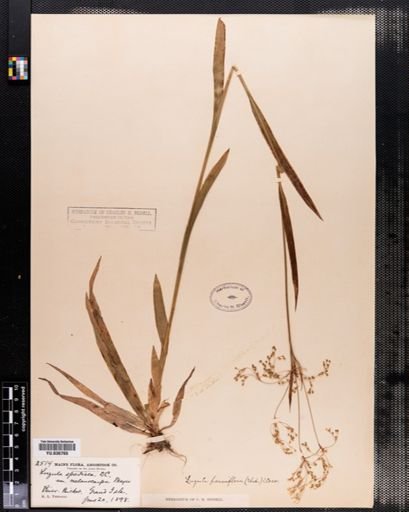 Luzula parviflora