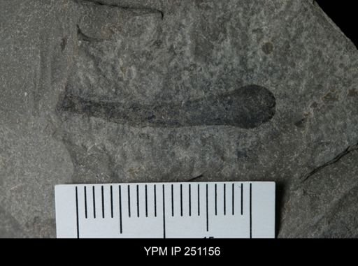 Cooksonia sp.