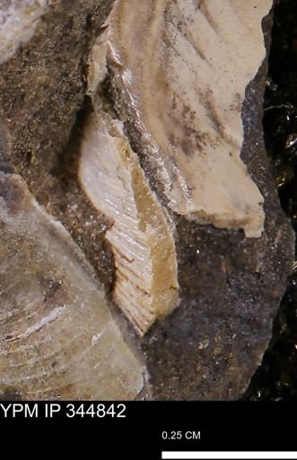 Limopsis striatopunctatus