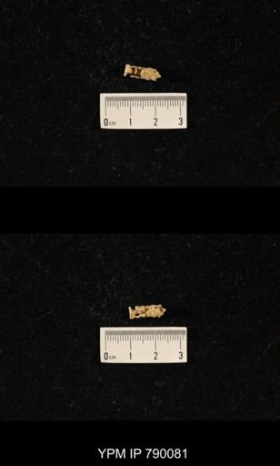 undet. Celyphiidae