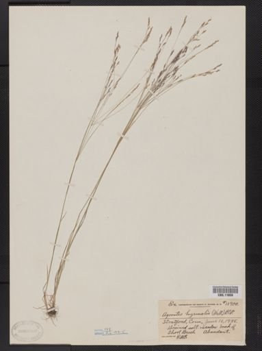 Agrostis hyemalis