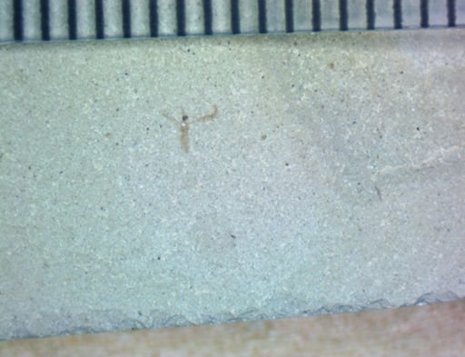 Tipulidae?