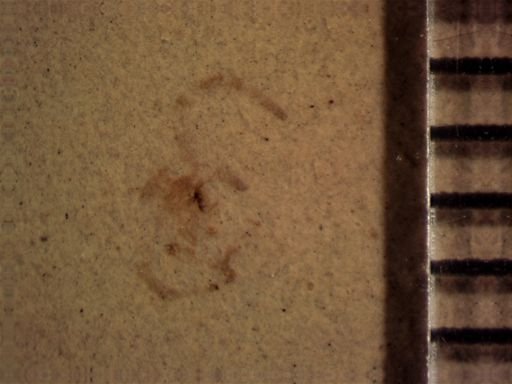 Arachnida