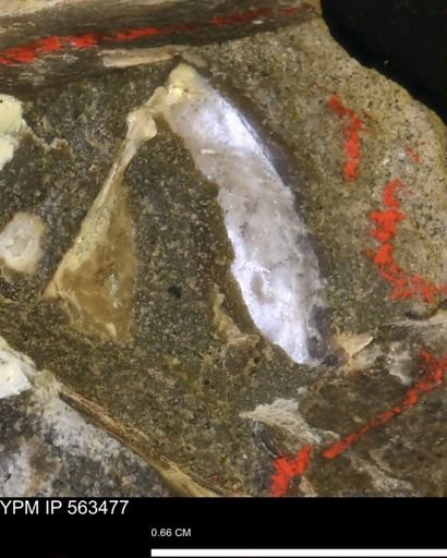 undet. Bivalvia