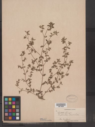 Euphorbia maculata