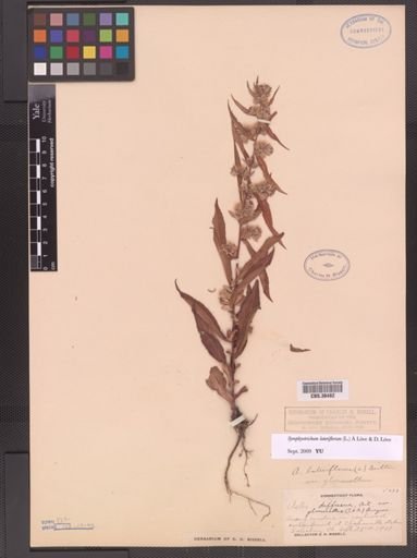 Symphyotrichum lateriflorum