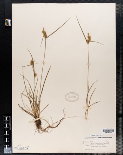 Carex flava